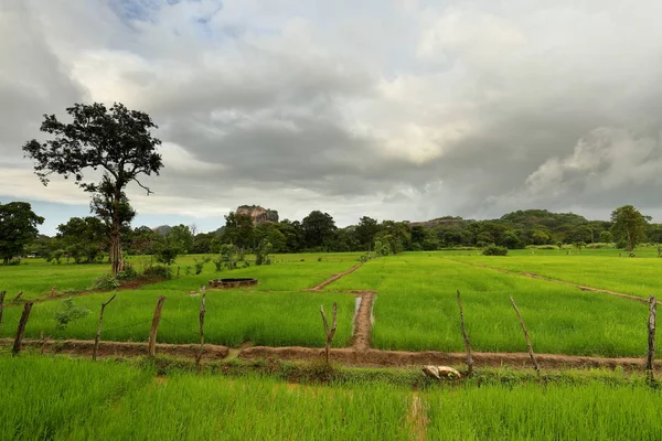 Campos Arroz Sigiriya Lion Rock Sri Lanka —  Fotos de Stock