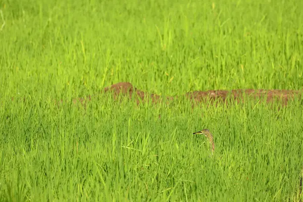 Paddy Heron Een Rijst Veld — Stockfoto