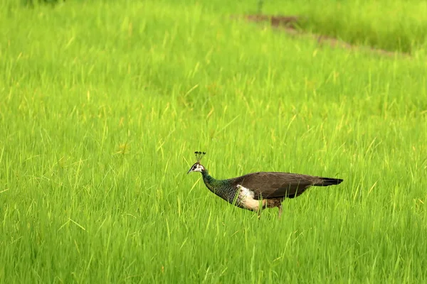 Pavo Real Verde Campos Arroz — Foto de Stock