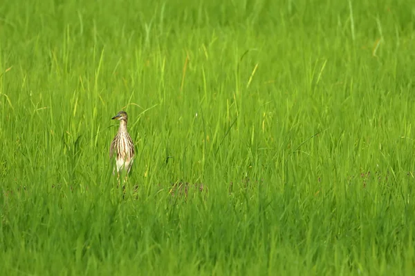 Paddy Heron Campo Arroz — Fotografia de Stock