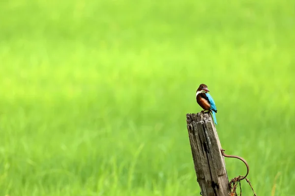 Brown Kingfisher Sri Lanka — Fotografia de Stock
