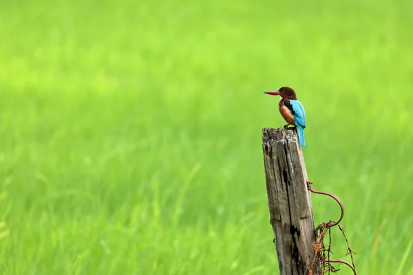Brown Kingfisher Sri Lanka — Stock Photo, Image