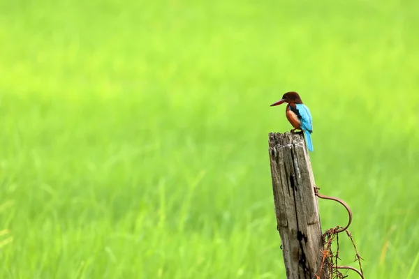 Sri Lanka Kahverengi Arası Kingfisher — Stok fotoğraf