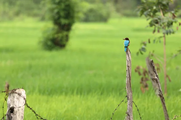 Bruin Kingfisher Sri Lanka — Stockfoto