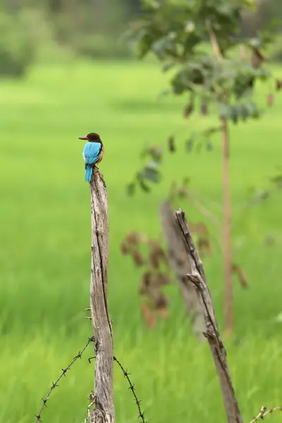 Bruin Kingfisher Sri Lanka — Stockfoto