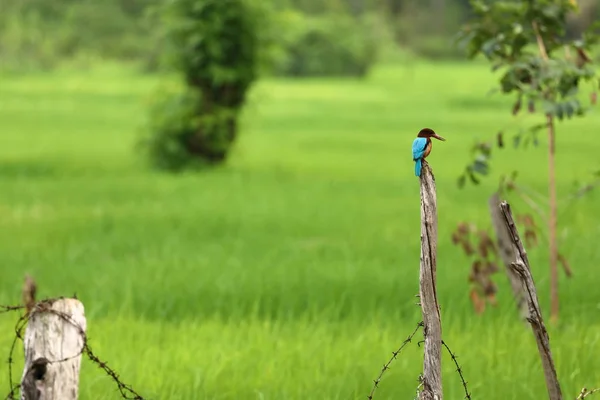 Bruin Kingfisher Sri Lanka — Stockfoto