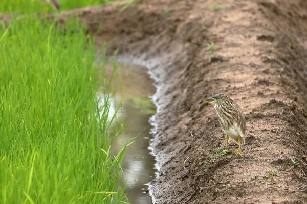 Paddy Heron Campo Arroz — Fotografia de Stock