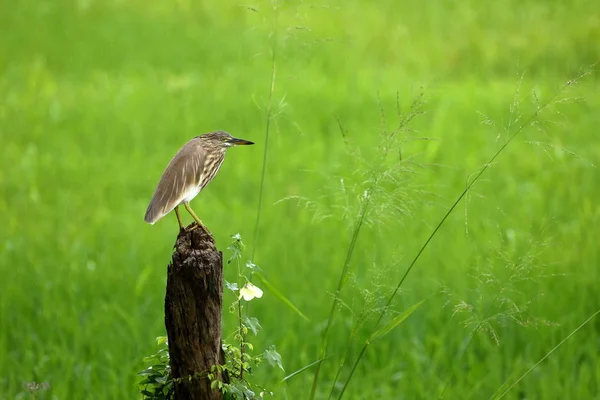 Paddy Heron Campo Arroz — Fotografia de Stock