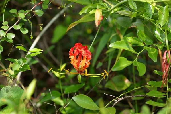 Couronne Renommée Lis Renommée Sri Lanka — Photo