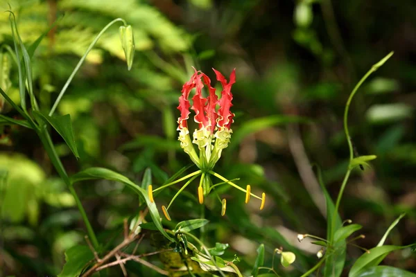 Şöhret Taç Veya Şöhret Lily Sri Lanka — Stok fotoğraf