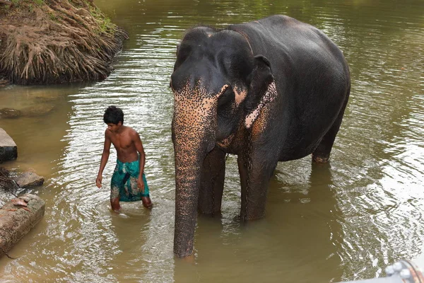 Elephant Bathing Elephant Leader — Stock Photo, Image