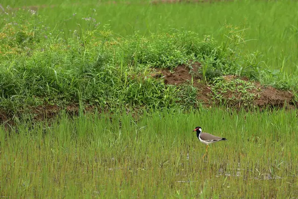 Chorro Lapwing Rojo Wattled — Foto de Stock