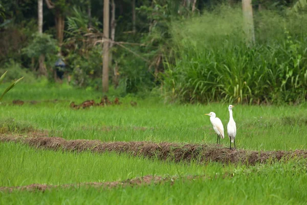 稻田中的白鹭 — 图库照片