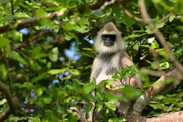 Hanuman Langur Een Bos Van Sri Lanka — Stockfoto