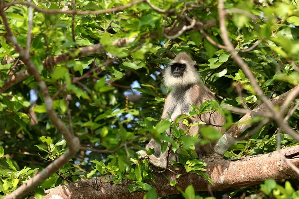 Hanuman Langur Een Bos Van Sri Lanka — Stockfoto