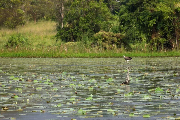 스리랑카의 독수리 향하고 — 스톡 사진