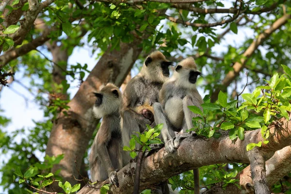 Hanuman Langur Een Bos Van Sri Lanka — Stockfoto