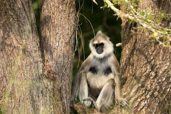 Hanuman Langur Een Bos Van Sri Lanka — Stockfoto