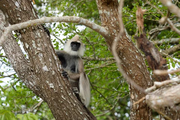 Hanuman Langur Een Bos Van Sri Lanka — Stockfoto