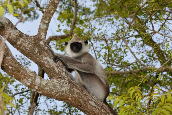 Hanuman Langur Bosque Sri Lanka —  Fotos de Stock