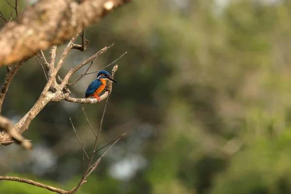 Ijsvogel Uit Sri Lanka — Stockfoto
