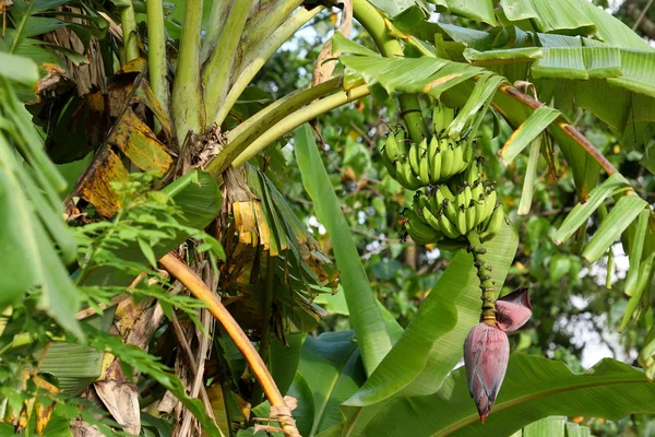 バナナの木の花を持つ — ストック写真