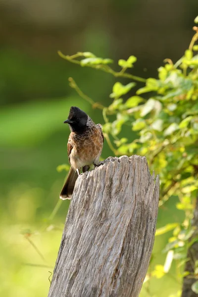 Ein Rotbelüfteter Bulbul — Stockfoto