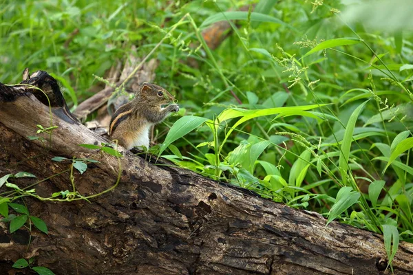 Striped Palm Squirrels Sri Lanka — Stock Photo, Image