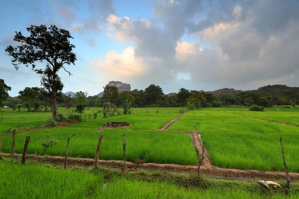 Campos Arroz Sigiriya Lion Rock Sri Lanka — Foto de Stock