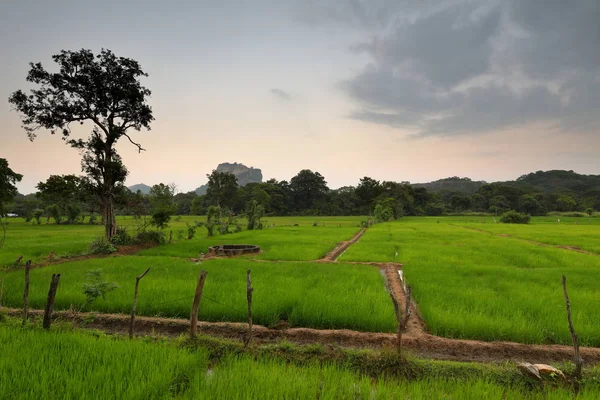 Campos Arroz Sigiriya Lion Rock Sri Lanka — Foto de Stock