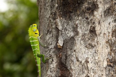 Testere destekli oyun Calotes Calotes Sri Lanka