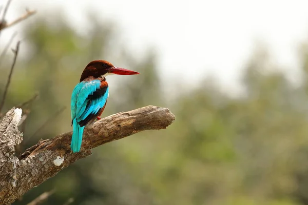 Kingfisher Sri Lanka — Fotografia de Stock