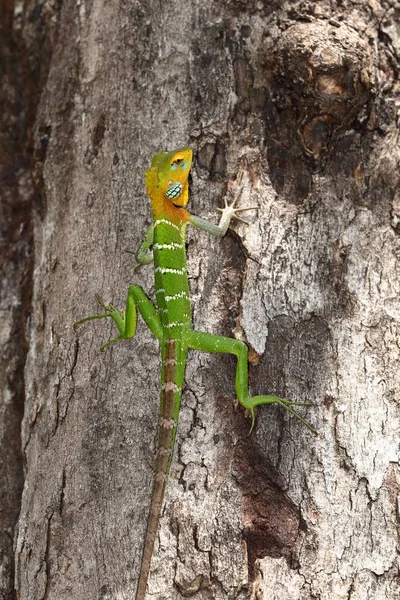 Calotes Agame Soutenu Par Scie Calotes Sri Lanka — Photo