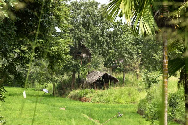 Μοναχικό Καλύβα Στη Ζούγκλα — Φωτογραφία Αρχείου
