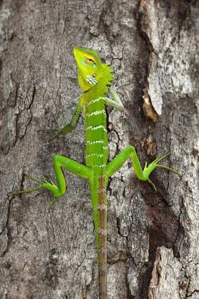 Saw Backed Agame Calotes Calotes Sri Lanka — Fotografia de Stock