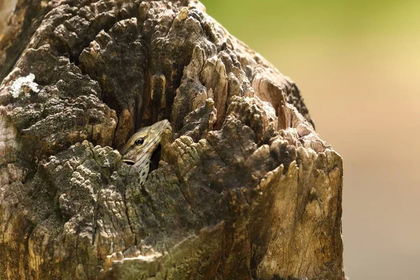 Kertenkele Bir Kutsal Ağaçta Gövde Sri Lanka — Stok fotoğraf