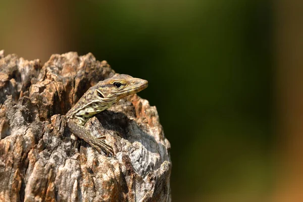 Lagarto Tronco Árvore Oca Sri Lanka — Fotografia de Stock