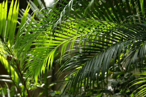 Palm Bladeren Laat Jungle — Stockfoto