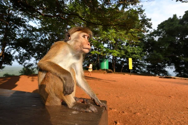 Ceylon Hut Affe Von Sri Lanka — Stockfoto