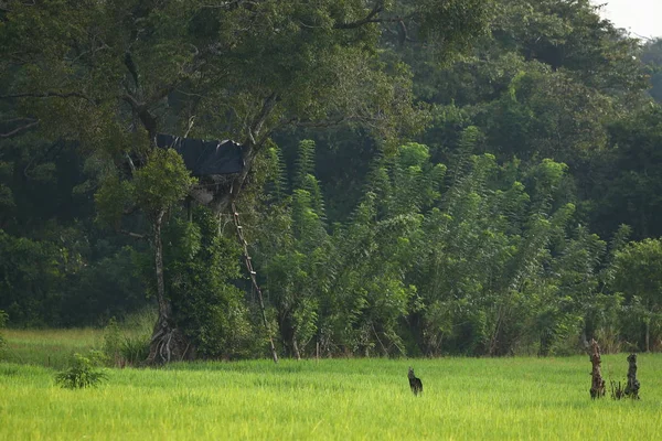 Пейзаж Природа Шри Ланки — стоковое фото