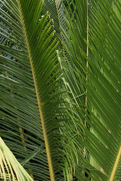 Palm Bladeren Laat Jungle — Stockfoto