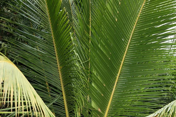 Palm Bladeren Laat Jungle — Stockfoto