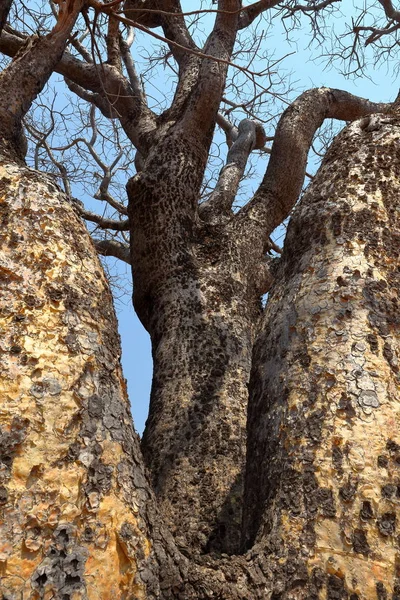 Árvore Com Filiais África — Fotografia de Stock