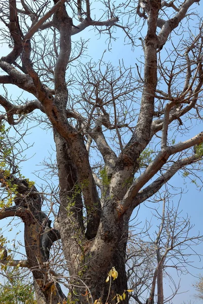 アフリカの枝を持つ木 — ストック写真
