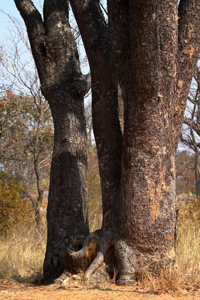 Arbre Avec Branches Afrique — Photo