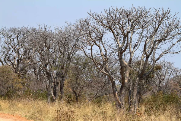 Bosque Sabana Sur África — Foto de Stock