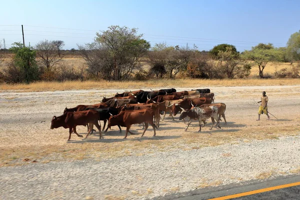 Agricoltore Namibia Con Sue Mucche — Foto Stock