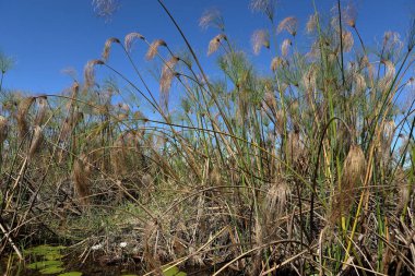 Papirüs Namibya 'daki Okavango bataklıklarında