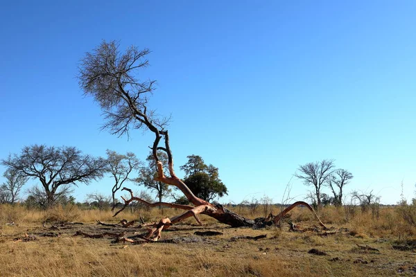 Landscape Okavango Delta Namibia — Stock Photo, Image