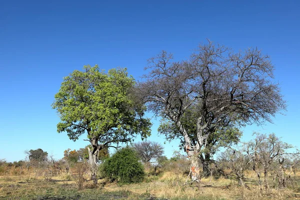 Paysage Delta Okavango Namibie — Photo